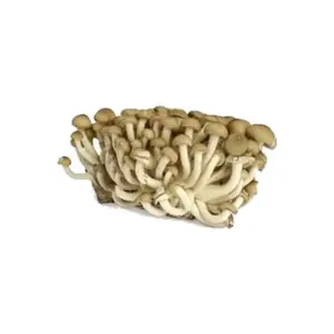 Champignon Shimeji Brun / Unité