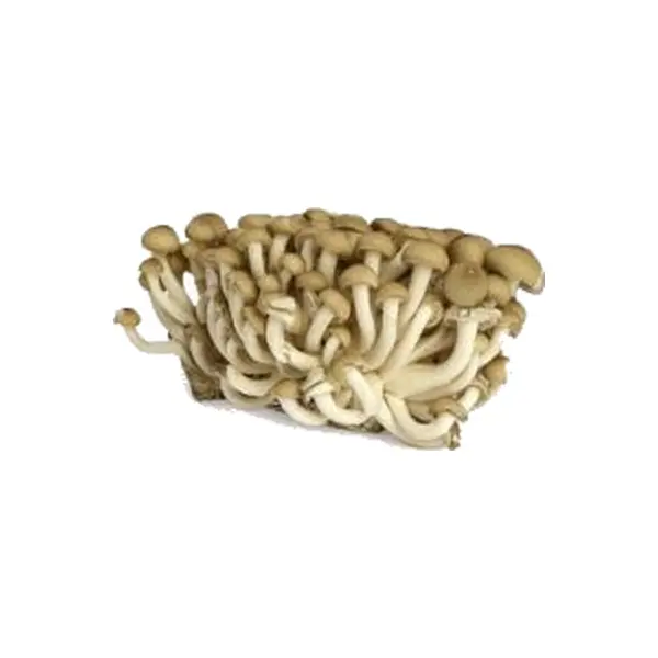 Champignon Shimeji Brun / Unité
