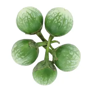 Aubergine Verte / KG